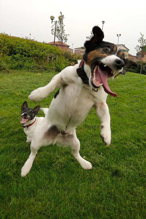 Jack-Russell-Terrier-jumping
